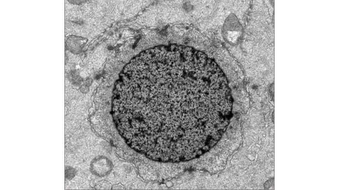 Successful Construction of Artificial Cell Nuclei Inside of Fertilized Egg; A World First One Part of the Cell Nuclei Structure Formation Mechanism Elucidated - Kindai University