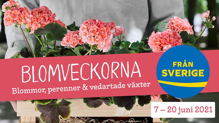 Under Blomveckorna Från Sverige får vi hela Sverige att blomma med Från Sverige-märkta sommarblommor, perenner och plantskoleväxter. Märket Från Sverige på en växt betyder att den är odlad, skördad / hanterad, förpackad och kontrollerad i Sverige