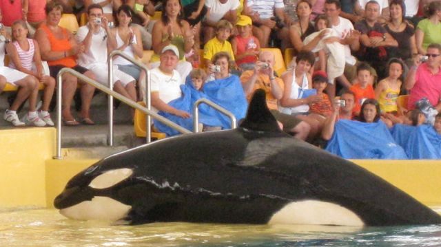 SeaWorld’s new reported ‘restrictions’ on the Orca show is a “weak compromise”