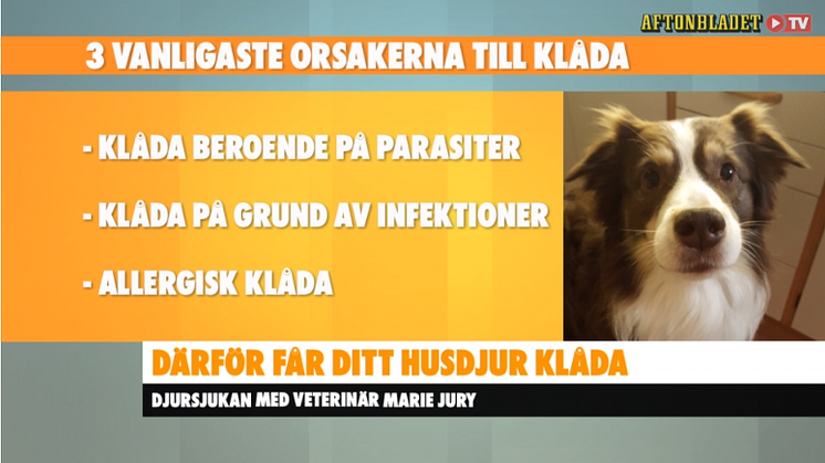 Bild från Aftonbladet TV 