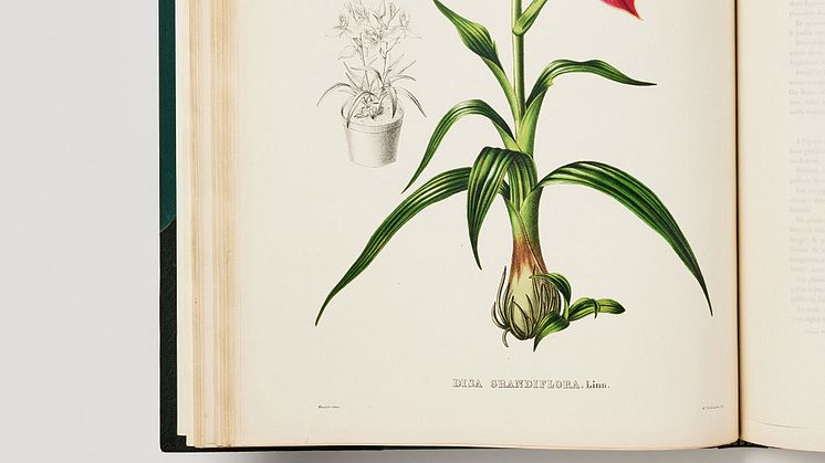 Pescatorea Iconographie des orchidées,J.J Linden