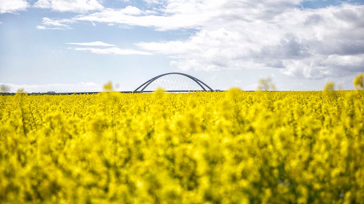 Die Fehmarnsundbrücke in einem Meer aus gelben Rapsblüten. © Thies Rätzke