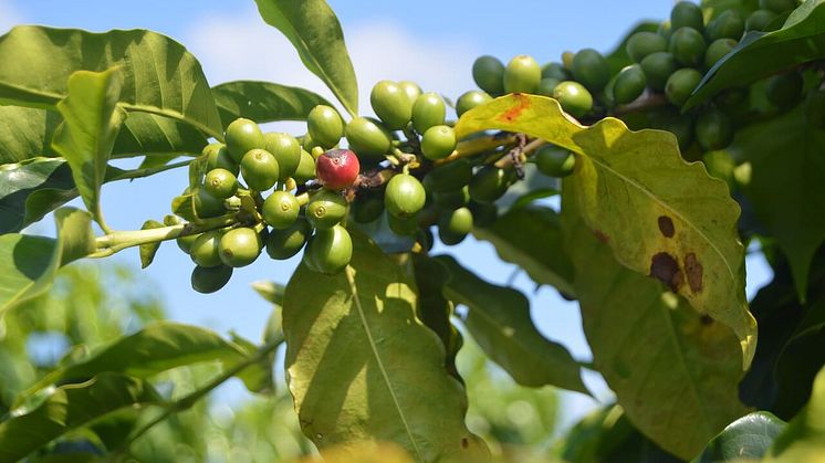 Därför bör du välja miljömärkt och etiskt kaffe