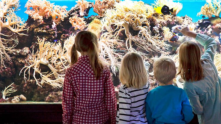 Besöksrekord i oktober på Sjöfartsmuseet Akvariet