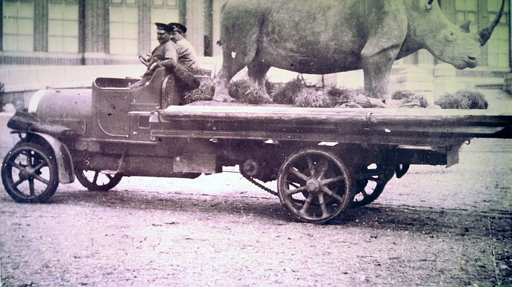 Naturhistoriska riksmuseet 100 år - Noshörning