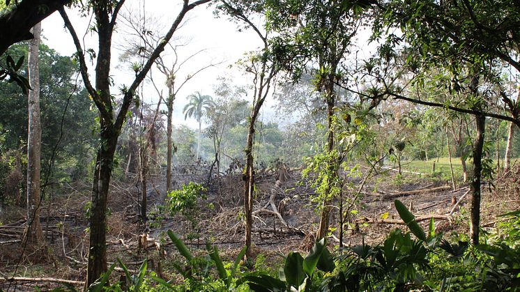 Afbrændning af skov i Panama omkring  embera-landsbyen Embera Puru. Bevaring af gammel skov er dog stadig den bedste klimaløsning, mener  Verdens Skove.