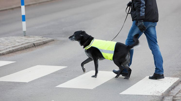 Olyckor i tätorter sker till exempel i närheten av övergångsställen och på parkeringsplatser. Med reflexer syns både du och ditt djur bättre. Foto: Sveland Djurförsäkringar