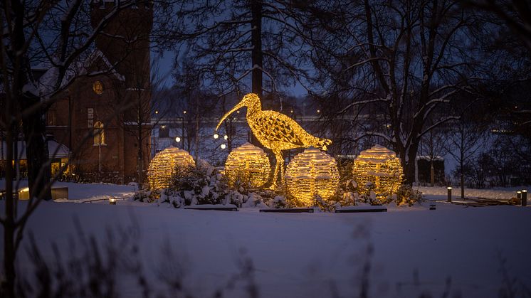 Lysande storspov i Rådhusparken. Foto: Fredrik Larsson