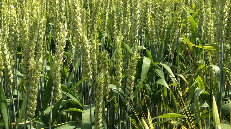 Монделийз Интернешънъл разширява програмата за устойчив добив на пшеница в Европа