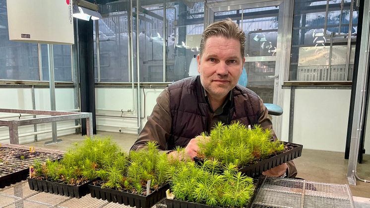 Umeå based SweTree Technologies currently produces about 100,000 seedlings per year at the pilot plant – the planned factory will produce 20 million seedlings annually, says CEO Christofer Rhén. 
