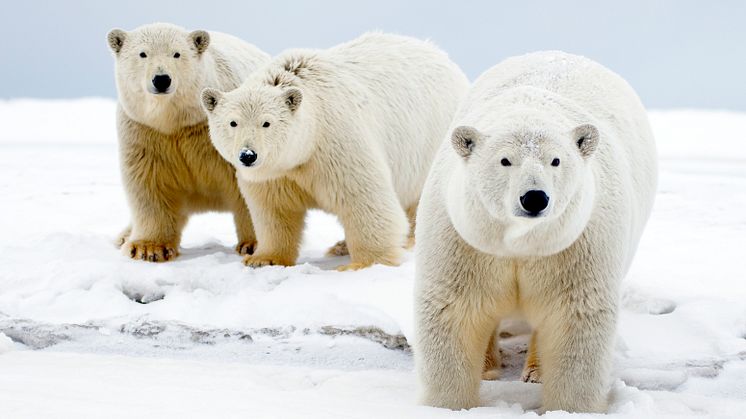 WWF ja Coca-Cola keräävät jälleen varoja jääkarhujen suojeluun 