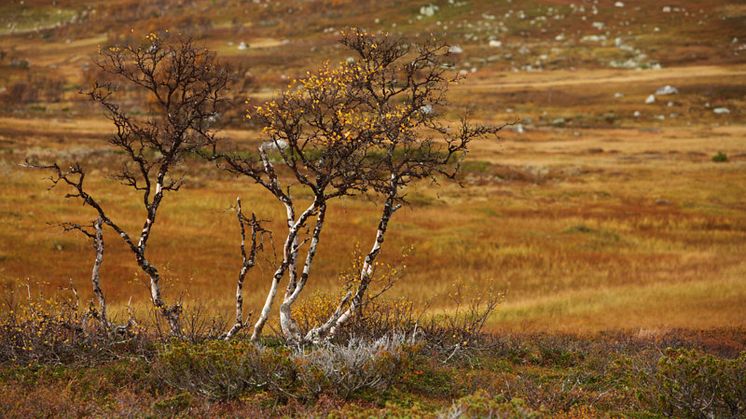 Med fjärranalystekniker får forskarna en bättre förståelse av hur de trädlösa tundraregionerna blir grönare. Foto: Mostphotos