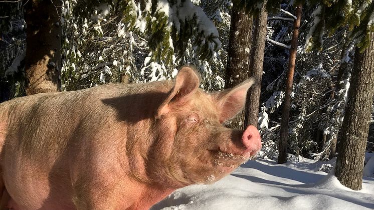 På økologiske Søndre Veholt Gård i Skien bor grisene ute 365 dager i året, med tilgang til lune hytter. Foto: Søndre Veholt Gård