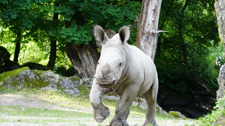 PLAYMOBIL und der Zoo Salzburg laden zur großen Zoo-Rallye ein