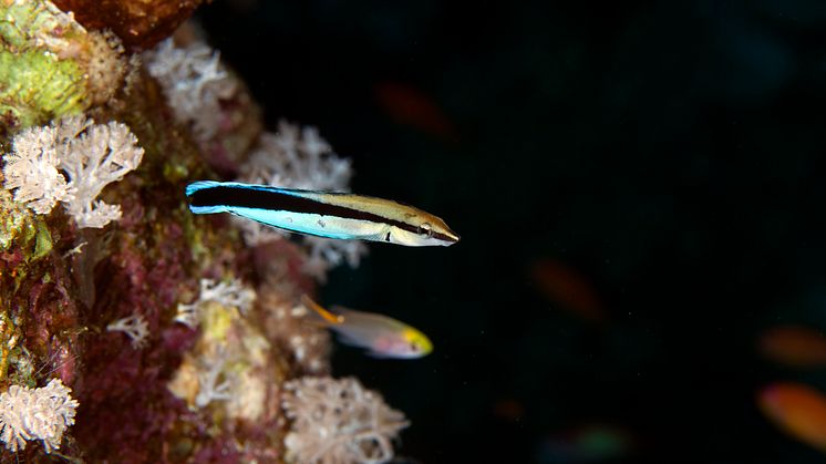 Den blå putsarfisken (Labroides dimidiatus) lever bland annat i Stora barriärrevet. Fiskarna kan gå från att vara hona till att vara hane, samtidigt förändras deras kognitiva förmågor. Foto: Stephan Kerkhofs, Mostphotos.