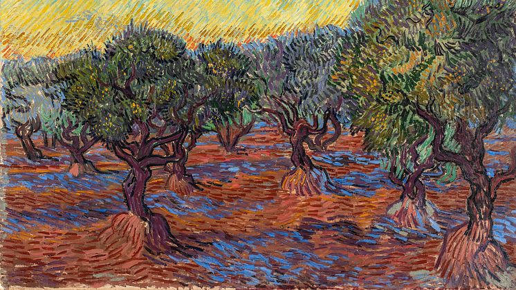  Vincent van Goghs målning Olivskog, Saint-Rémy lånas ut till stor internationell utställning. Foto: Hossein Sehatlou