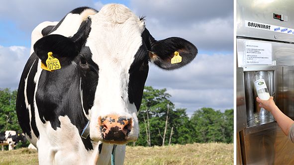 ​Drive-in-mjölk och kosläpp gör bönder till årets företag