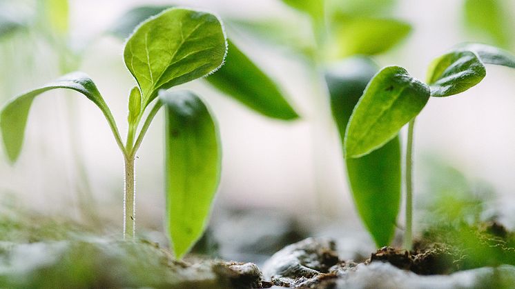 Välkommen till plantbytardagar på Medborgarskolan!