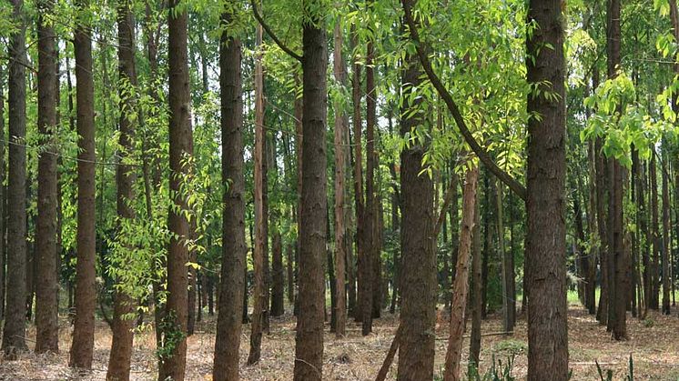 Hållbart förvaltad Smurfit Kappa-skog i Colombia