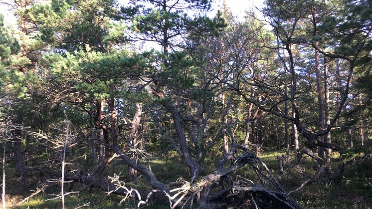 Brännefjäll. Foto: Länsstyrelsen i Västra Götaland