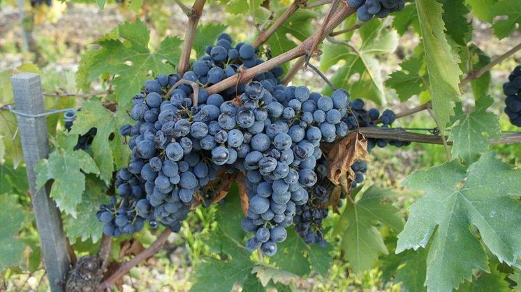 Italienska Botteotto till julbordet!