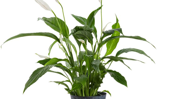 Spathiphyllum