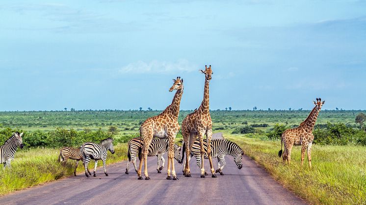 Det skal du vide inden din safari i Sydafrika