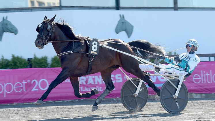 Don Fanucci Zet är inbjuden till Elitloppet 2021. Foto: TR Bild