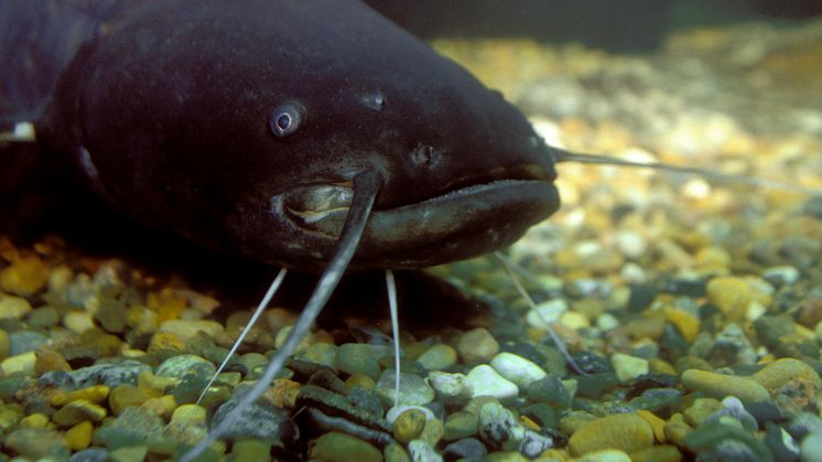 Mal, Silurus glanis, från Emån i Småland. Foto: André Maslennikov / IBL Bildbyrå