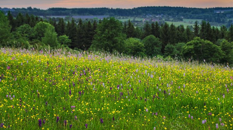 Bergwiesen im Osterzgebirge (Foto: L. Häuser)