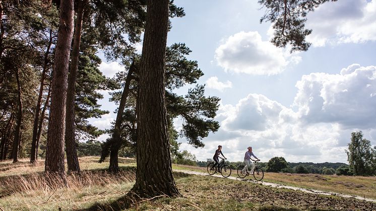 Die Römer-Lippe-Route verläuft auch durch die Westruper Heide in Haltern am See. Bild: Dennis Stratmann