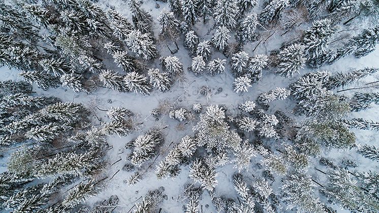 Pressinbjudan: Rådslag om skogen