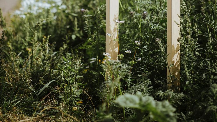 Visit Halland-ängen längs Kattegattleden. Foto Alexander Hall