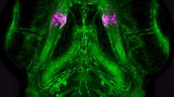 Regulatoriskt dna-sekvens som finns bevarad i käkförsedda ryggradsdjur märker käkledscellerna (magenta) i bakgrund av brosk och blodkärl (grönt) i huvudet hos levande zebrafiskyngel, sett underifrån. Foto/bild: Laura Waldmann
