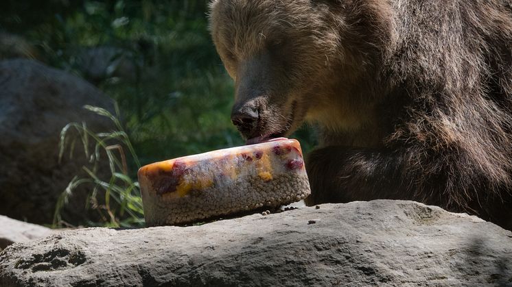 Björnhanen Glok svalkar sig med en speciell björnglass: frukt, bär och andra godsaker fryses ned och blir ett perfekt mellanmål i värmen.