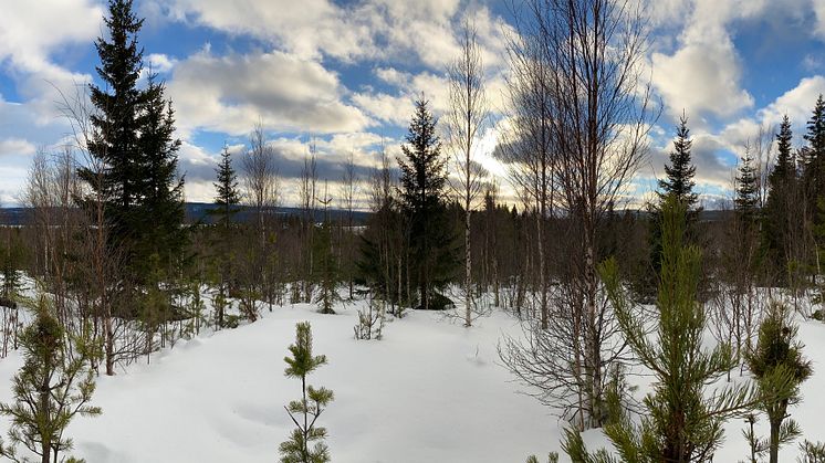 Östra Röjsmon, Järpen