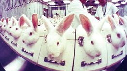 Kaniner i ögonirritationstest