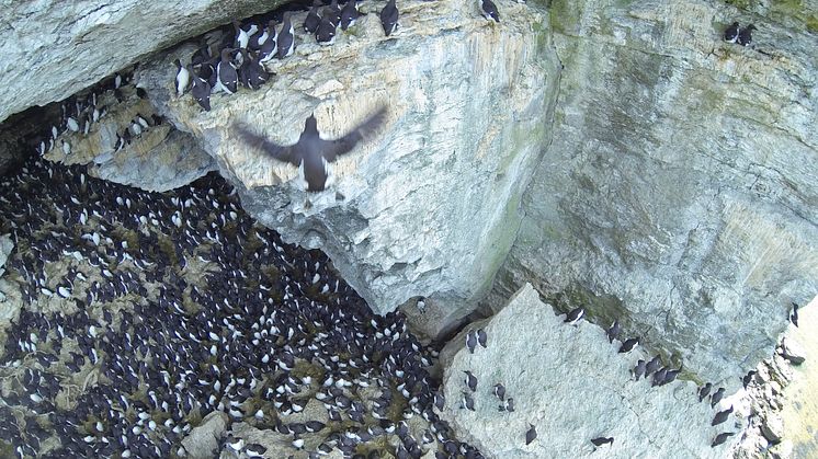 Delar av sillgrisslekolonin på Stora Karlsö. Foto: Aron Hejdström.