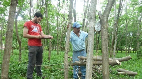 Vägning och mätning av träden