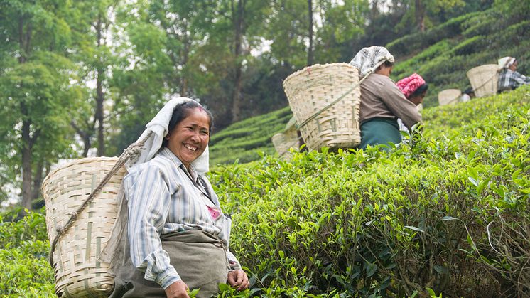 Teplockare på ett plantage i Darjeeling, under ett besök under våren 2016. Personerna på bilden har inte direkt med händelserna texten att göra.
