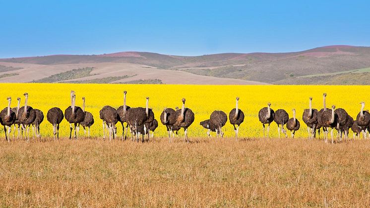 Sydafrika er nu åbnet op for safari rejser
