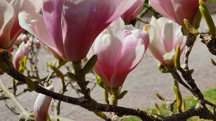 Magnolia på Norrvikens trädgårdar