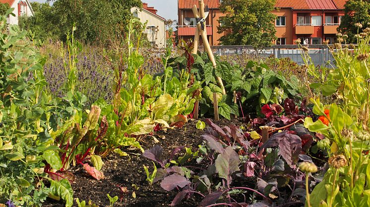 Malmö i bräschen för Gröna Tak