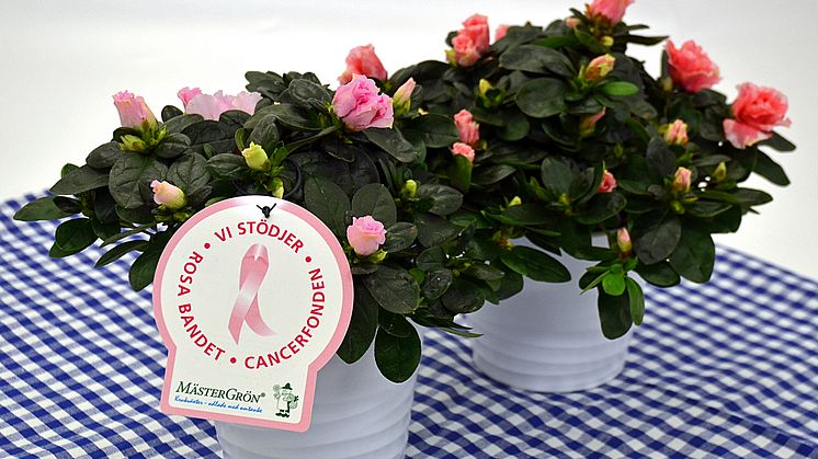 Dagens Rosa Produkt 18 oktober - en Rumsazalea från Mäster Grön