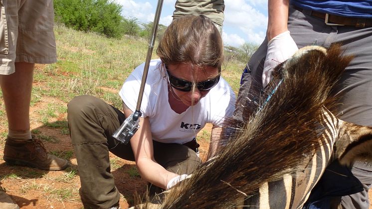 Kolmårdens veterinär registrerade zebror i Kenya