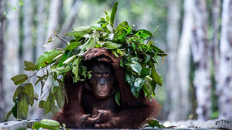 En orangutang bygger ett paraply mot regnet. Ett effektivt och intelligent beteende som kan förklaras med hjälp av ny forskning från Stockholms universitet och Brooklyn College. Foto: Johan Lind/N.