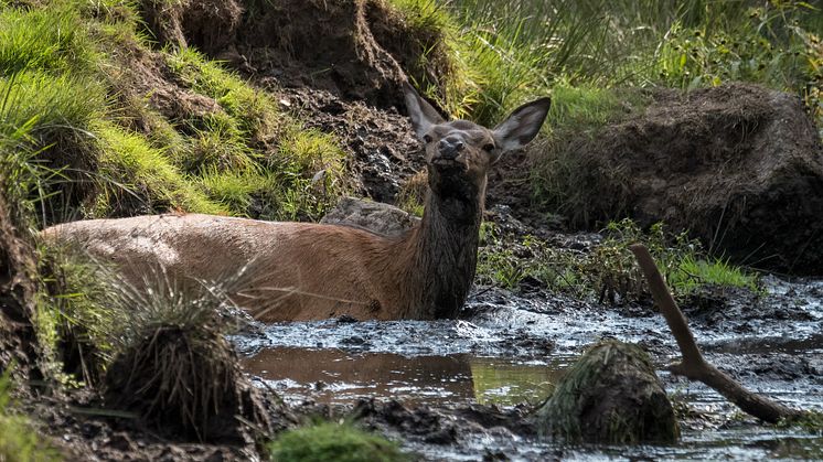 Snart kan du spabada som Skånes landskapsdjur. April april...