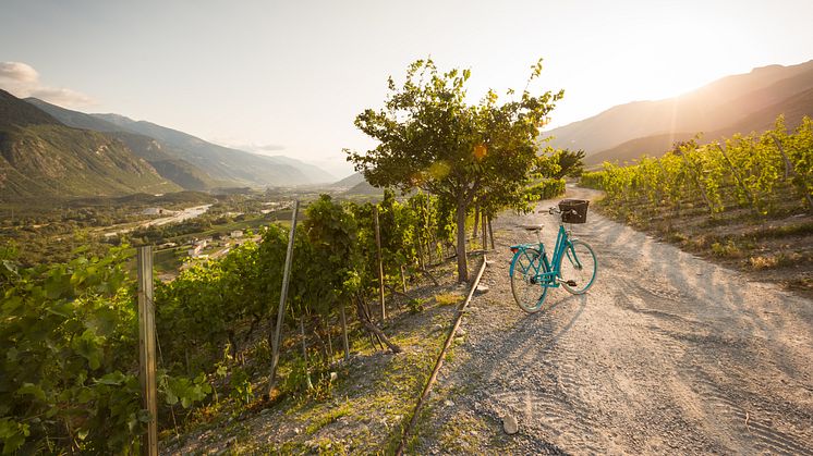 Walliser Weinweg bei Salgesch © Valais Wallis Promotion / Fotograf Pascal Gertschen