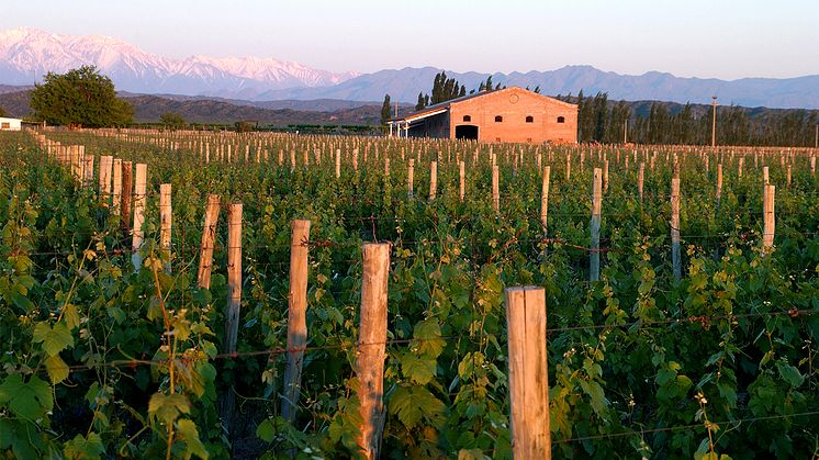 Argentinsk malbec med 96 poäng lanseras 23 juni