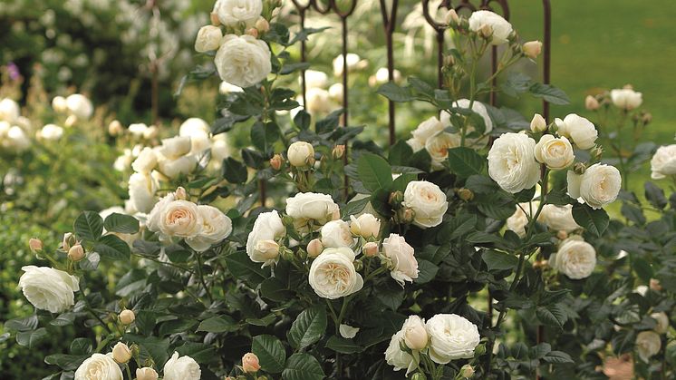 Blomsterlandets favoritros år 2022 är ARTEMIS - en frisk sort som bjuder på en lång blomningsperiod. Foto: Rosen Tantau